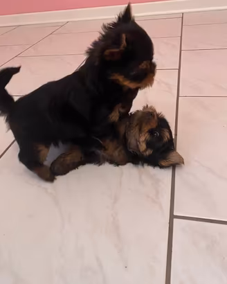 Yorkshire Terrier cuccioli