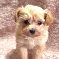 Maltipoo Mini Toy femmina