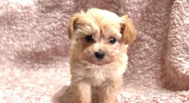 Maltipoo Mini Toy femmina