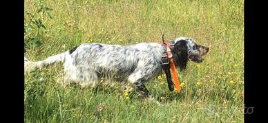 Setter inglese femmina