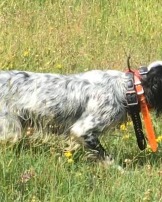 Setter inglese femmina