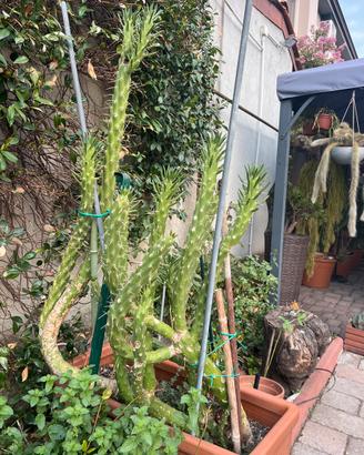 Cactus