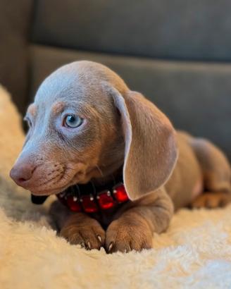 Meraviglioso bassotto isabella