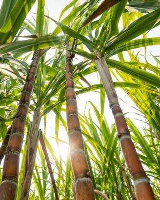 Canne bamboo
