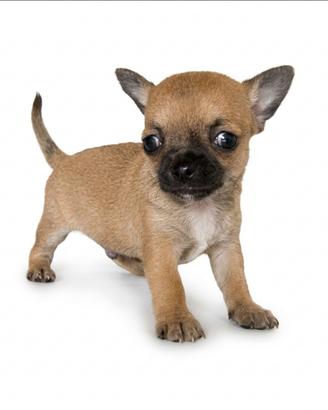 Mini cuccioli di chiwawa ciwawa toy