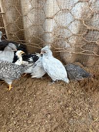 Pulcini di araucana lavanda inglese