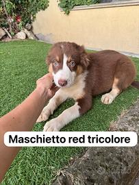 Cuccioli di pastore australiano