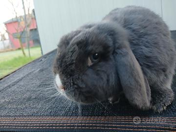 Conigli ariete e testa di leone