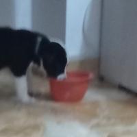 Pastore dell' Asia centrale