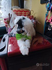 Ringo barboncino mini Toy