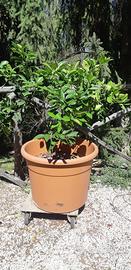 pianta di limoni 
