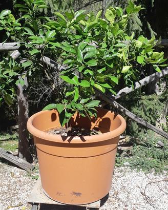 pianta di limoni 