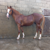 Cavallo