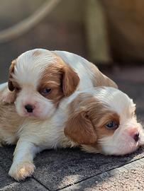 Cuccioli di Cavalier King
