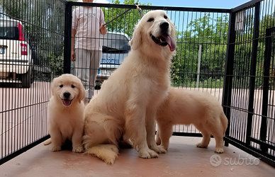 Golden linea inglese pedigree enci