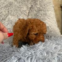 Barboncini ( I MINI TOY)