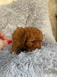 Barboncini ( I MINI TOY)