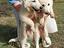 Immagine 1