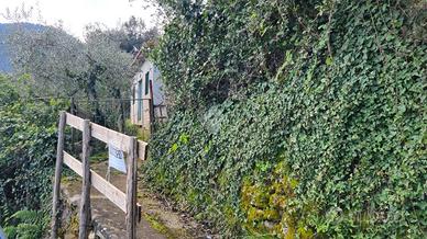 TER. AGRICOLO A SEGNI