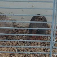 Coppia quaglie cinesi