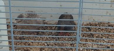 Coppia quaglie cinesi