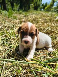 Jack Russel femmine