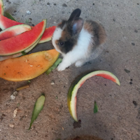 Conigli nani testa di leone