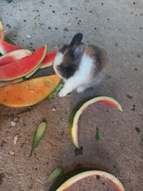 Conigli nani testa di leone