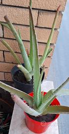 Piante di Aloe Vera