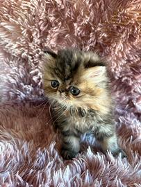 Cuccioli di persiani