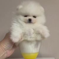 Spitz di Pomerania nano