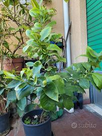 Pianta di limone