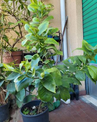 Pianta di limone