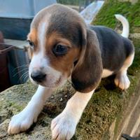Cuccioli beagle