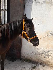 Super pony