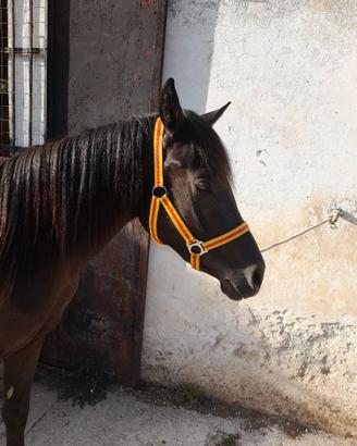 Super pony