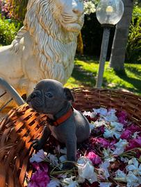 Cuccioli bulldog francese, blu esotici