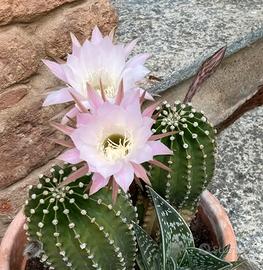 Lotto 8 cactus piante grasse Echinopsis