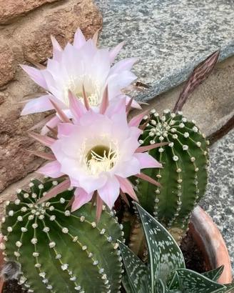 Lotto 8 cactus piante grasse Echinopsis