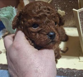 Cuccioli barboncini mini toy -toy