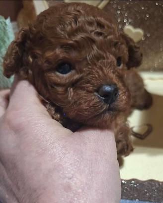 Cuccioli barboncini mini toy -toy