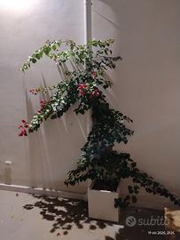 vaso più bouganville 