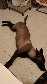 Pastore Belga cucciolo