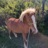 Pony femmina