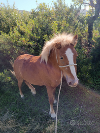 Pony femmina