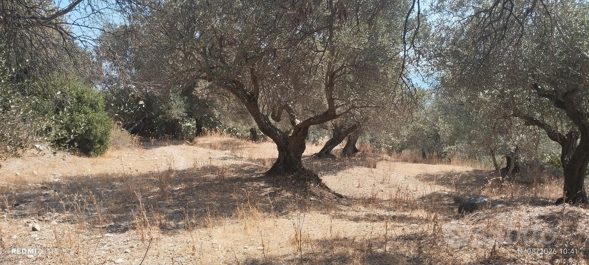 Casetta da ristrutturare + Oliveto (Vista mare) - Altro