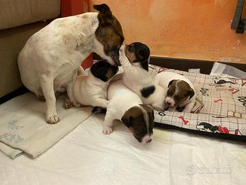 Cuccioli Jack Russell