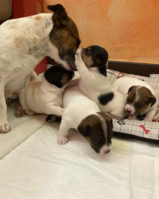 Cuccioli Jack Russell