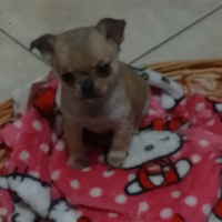 Ultima cucciola di chihuahua femmina