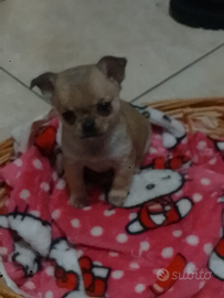 Ultima cucciola di chihuahua femmina